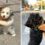 Adorable Puppies Can’t Stop Hugging Each Other Every Time They Meet, The Moments Went Viral In Internet