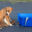 Terrified mama dog dumped with 9 puppies in church parking lot and abandoned